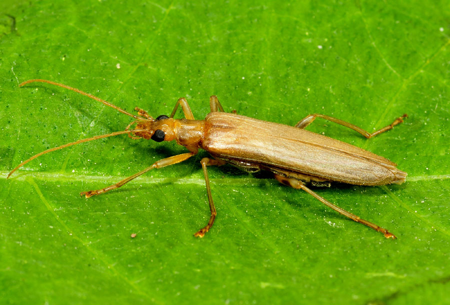 Oedemera (Oncomera) femoralis, Oedemeridae